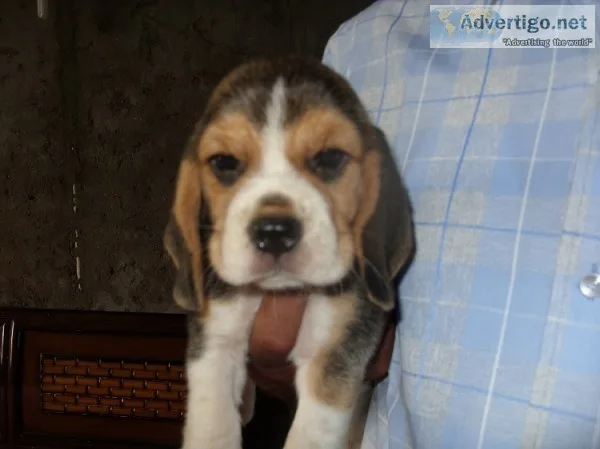 Online pet shop