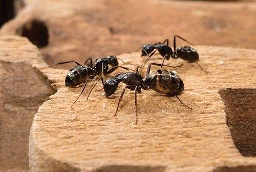 Pest Control The Vines