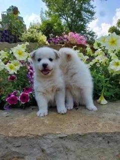 Spencer Male Pomsky Mix