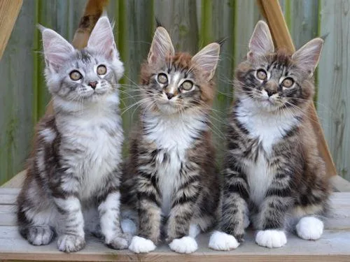 YoungCute Maine Coon Kittens for sale