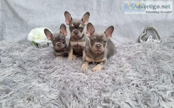 AKC registered frenchies for sale