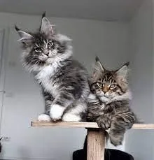 Awesome Maine Coon Kittens for sale