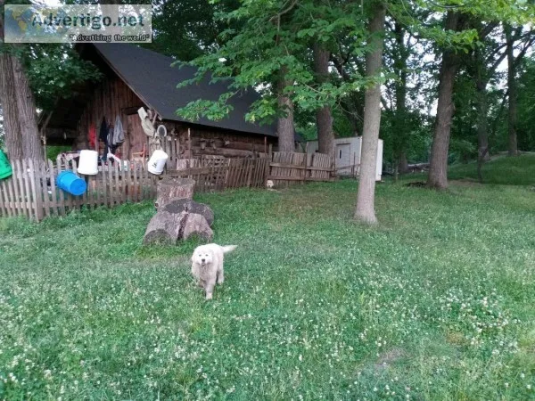 Polish Tatra Livestock Guardian Puppies