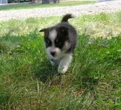 Lilly Female Pomsky Mix