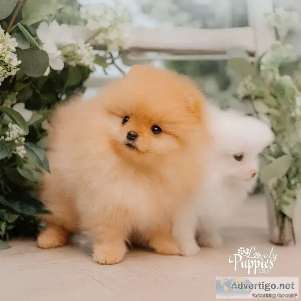 Pretty Pomeranian puppies for Sale