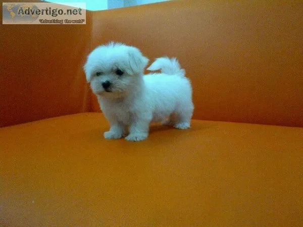 Maltese puppies are available in delhi