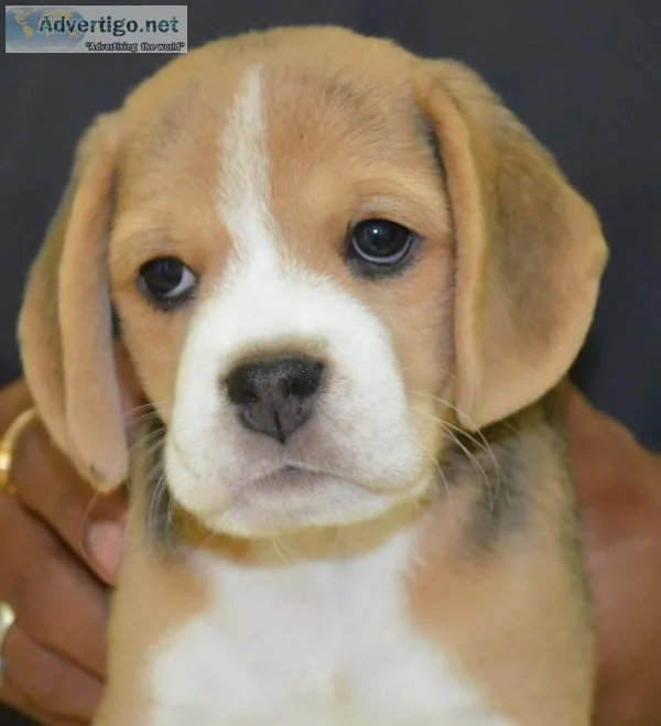 Beagle puppy for sale in delhi