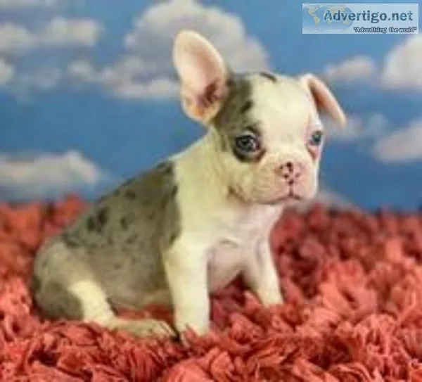 Gabi Female Frenchton