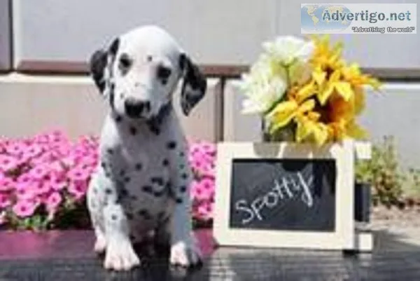 Spotty Male AKC Dalmatian