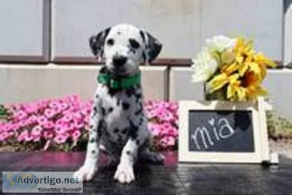 Mia Female AKC Dalmatian