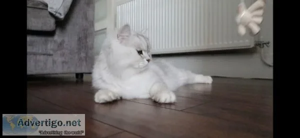 Persian Kittens for sale