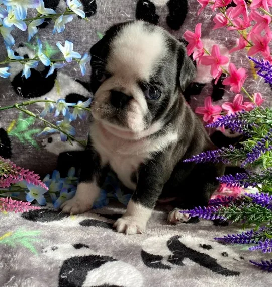 Buy well trained pugs, pug puppies for sale