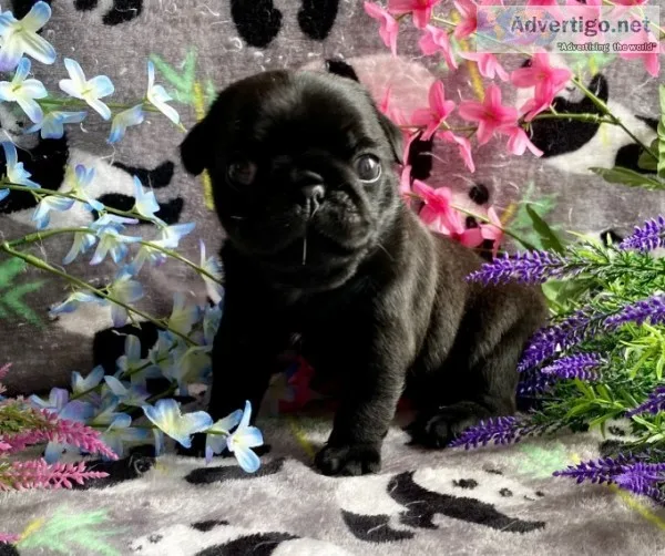 Buy well trained pugs, pug puppies for sale
