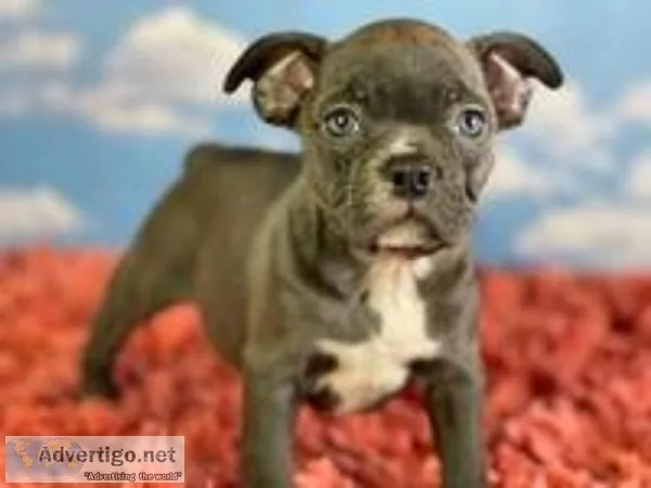 Abby Female Frenchton