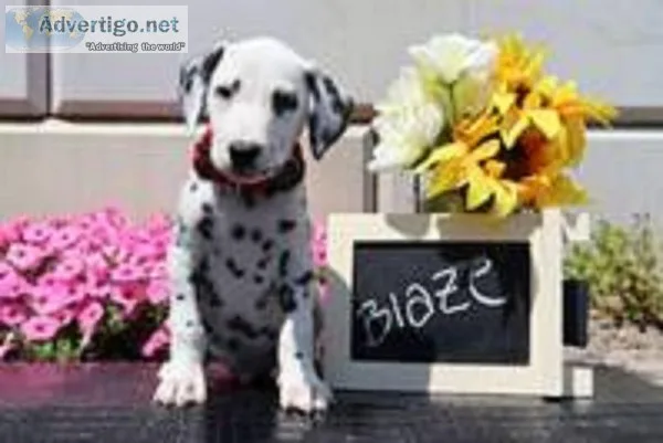 Blaze Male AKC Dalmatian