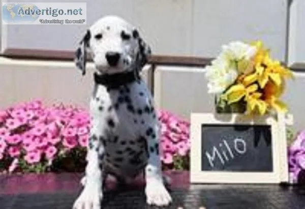Milo Male AKC Dalmatian
