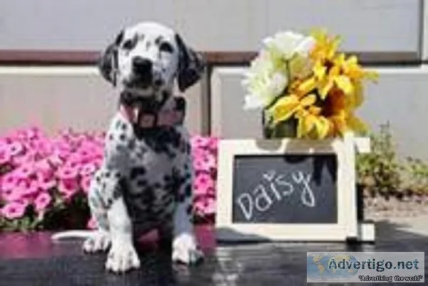 Daisy Female AKC Dalmatian