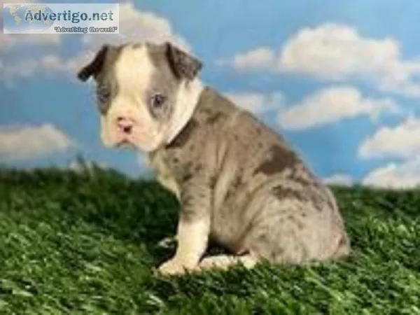 Skip Male Frenchton