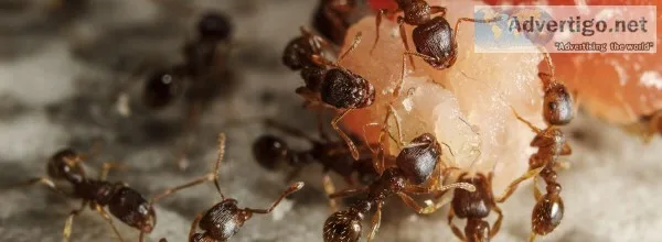 Ant Pest Control Massachusetts  Mosquito Mary s