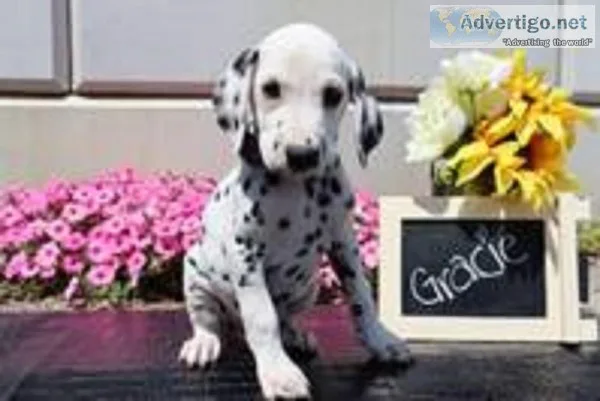 Gracie Female AKC Dalmatian