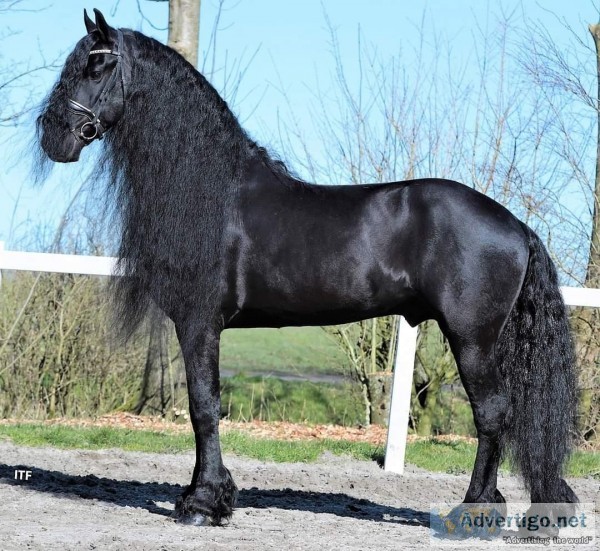 Excellent Black Friesian Horse for sale 