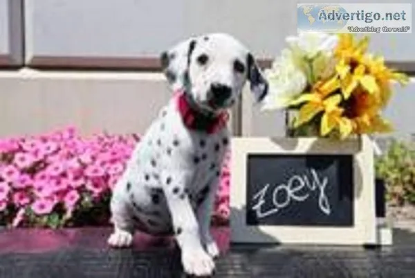 Zoey Female AKC Dalmatian