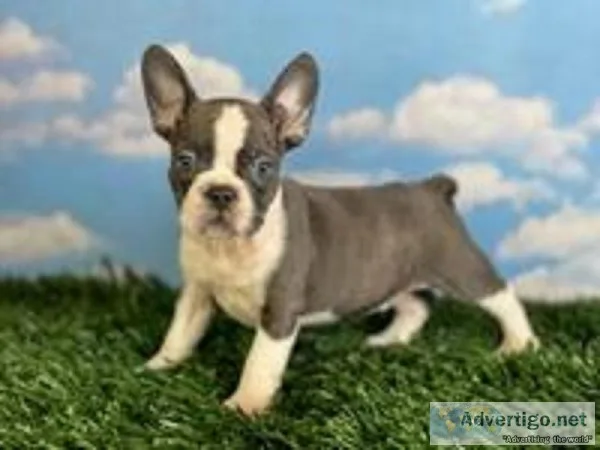 Kip Male Frenchton