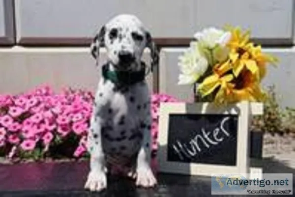 Hunter Male AKC Dalmatian