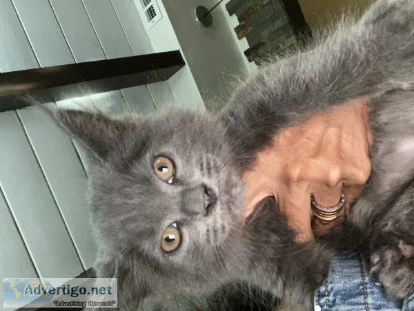 Euro maine c--n pedigreed persian mix male kittens