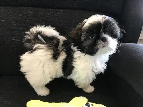 Shih Tzu puppies for sale now