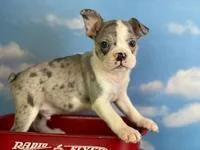 Ike Male Frenchton
