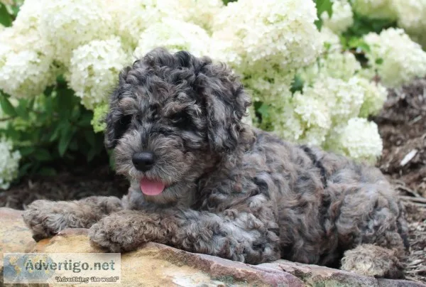 Marty Male Mini Goldendoodle
