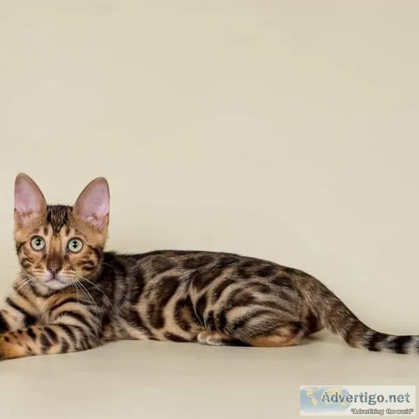 MF Bengal kittens ready for sale
