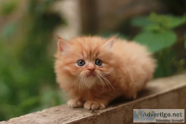 Online Persian Cat For Sale In India