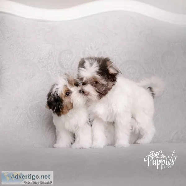 Have Pretty Yorkie puppies for sale