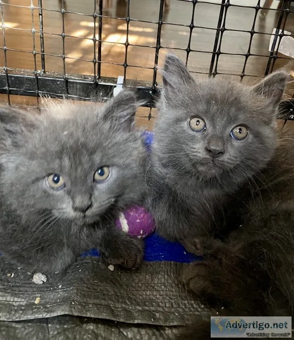Euro maine c--n pedigreed persian mix male kittens