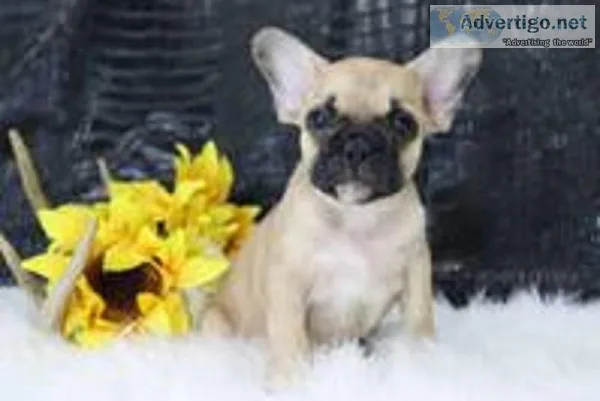Spick Male AKC French Bulldog