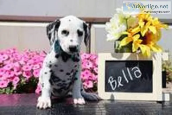 Bella Female AKC Dalmatian