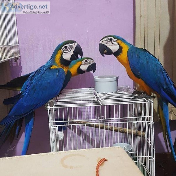 macaw and other Parrots  available for sale