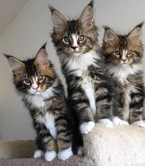 Maine Coon Kittens now for sale