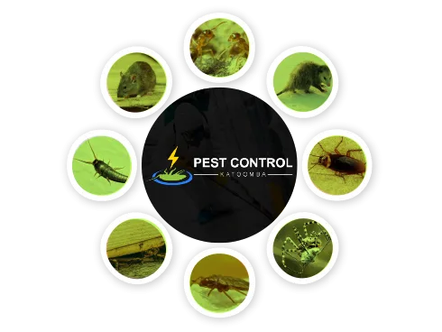 Pest Control Katoomba