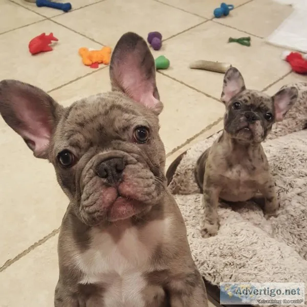Sweet and lovely French Bulldog puppies for sale .
