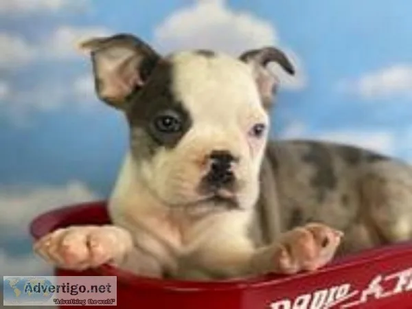 Danny Male Frenchton