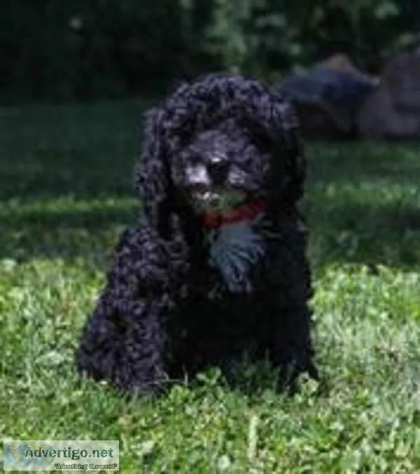 Booker Male F1b Mini Goldendoodle
