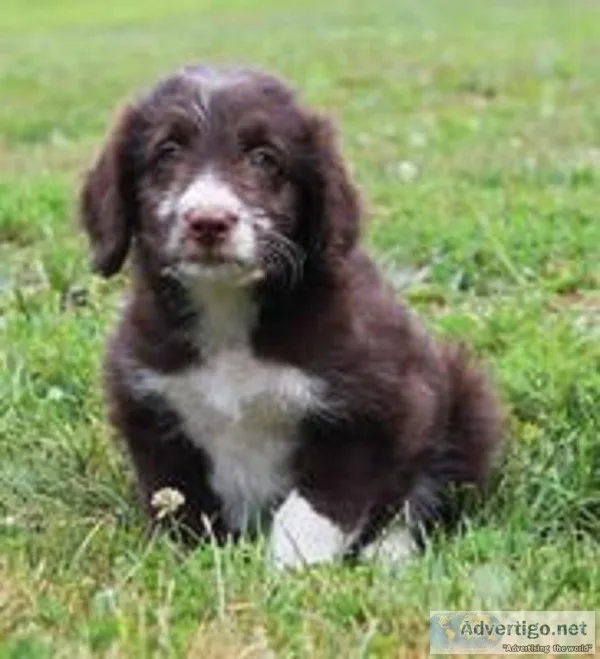 Dee Female Mini Aussiepoo