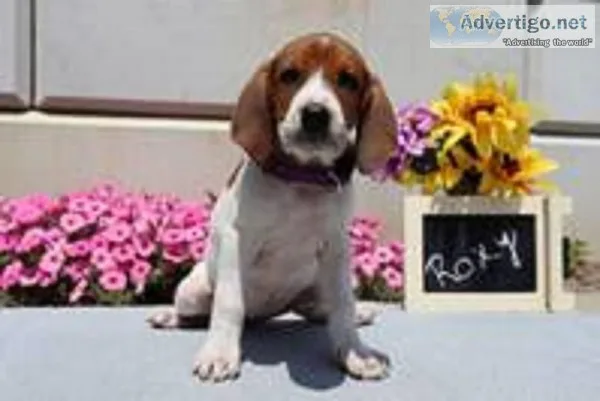 Roxy Female Redtick Coonhound