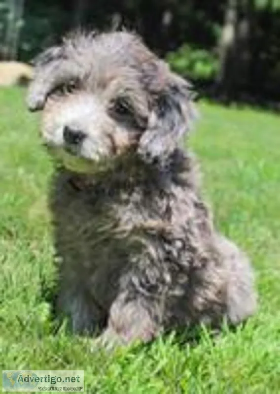 Brandy Female F1b Mini Goldendoodle