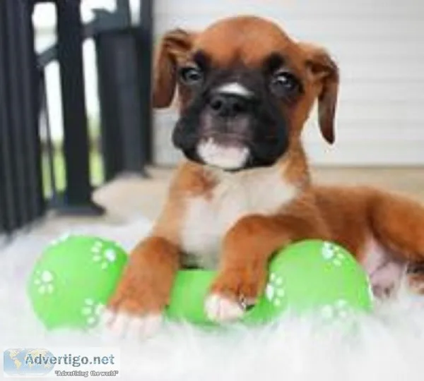 Parker Male Boxer