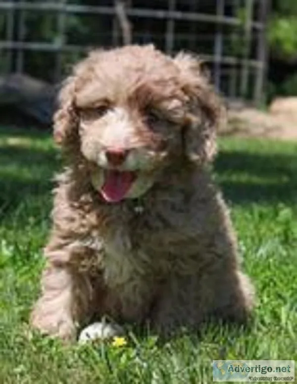 Buddy Male F1b Mini Goldendoodle