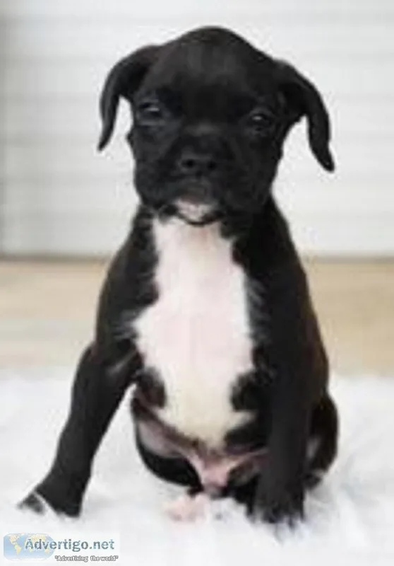Pall Male Boxer